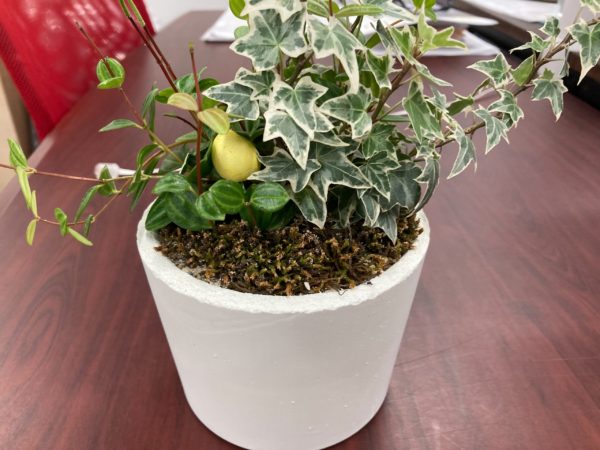 梅雨空が続き、きのこが生えました